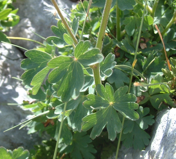 Aquilegia magellensis / Aquilegia magellense